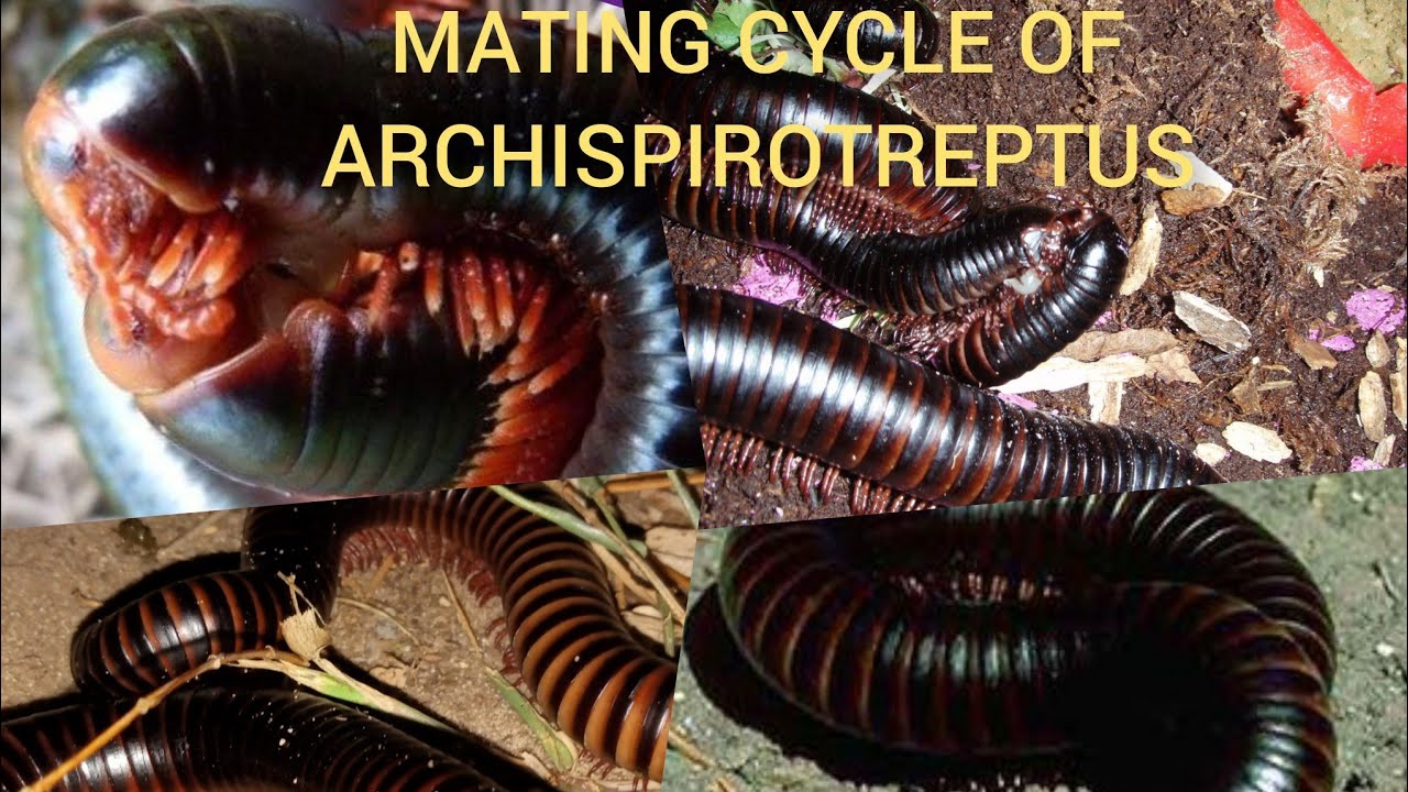 MATING CYCLE AND EGG LAYING OF ARCHISPIROTREPTUS MILLIPEDE.