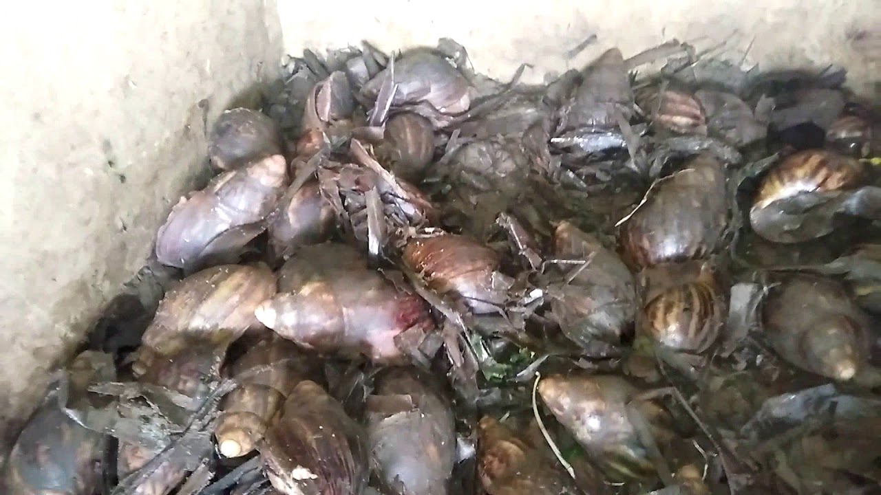An exclusive clip on snail egg sorting and incubation
