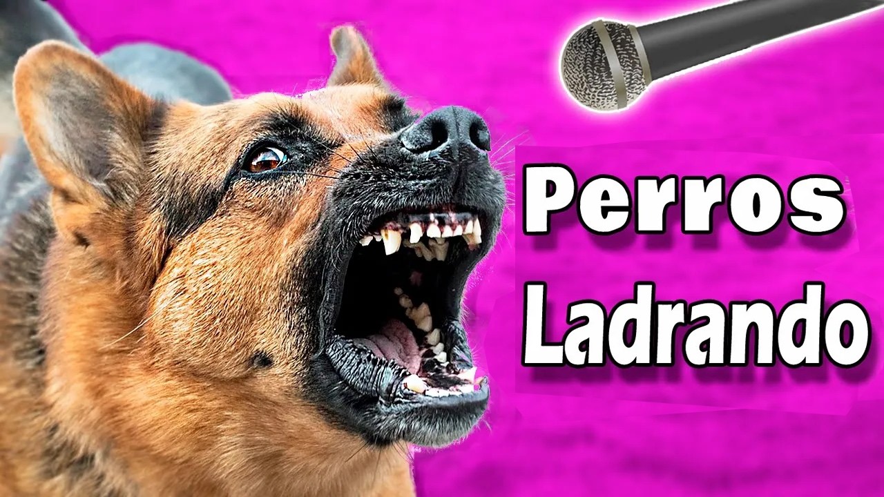 ❤️ ¡PERROS LADRANDO FUERTE! para tu Perro o Gato | ¡Garantizado! ❤️
