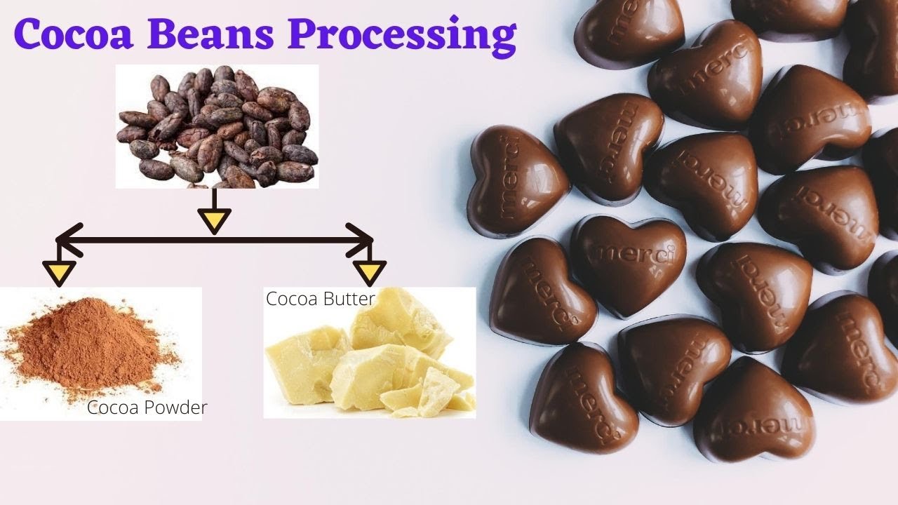 Cocoa Bean Processing/ How To obtain Cocoa butter and Cocoa powder from cocoa beans?