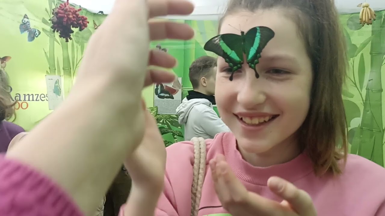 Беларусь | Выставка живых бабочек