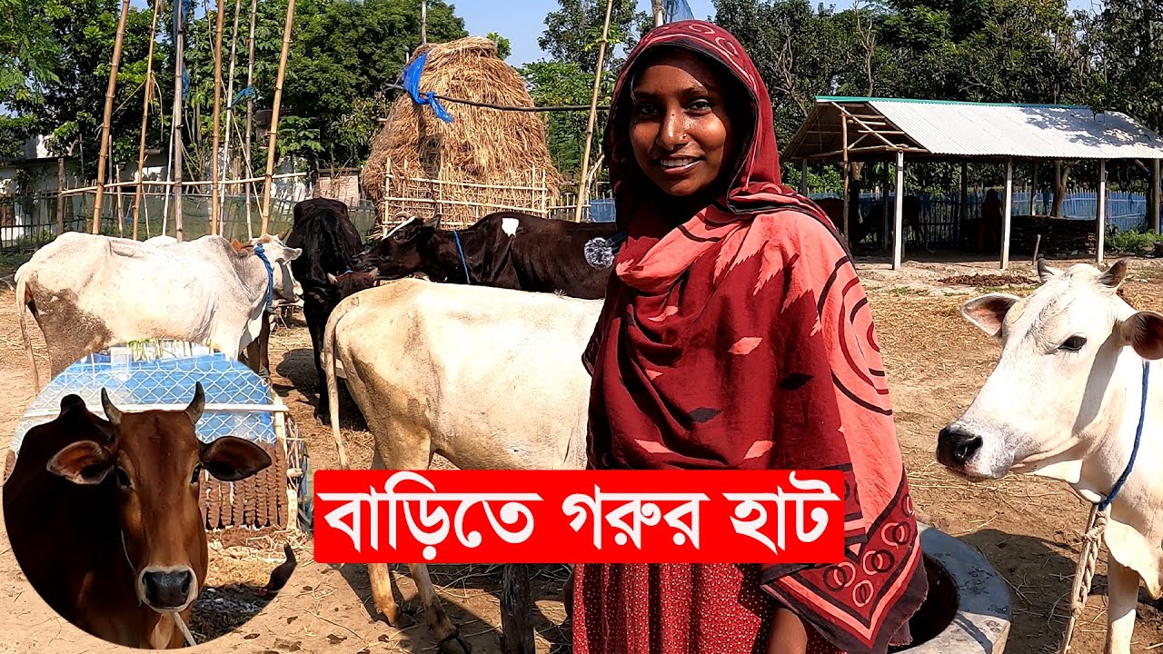 গরুর রাজধানী | cow farming in bangladesh | Y Bee