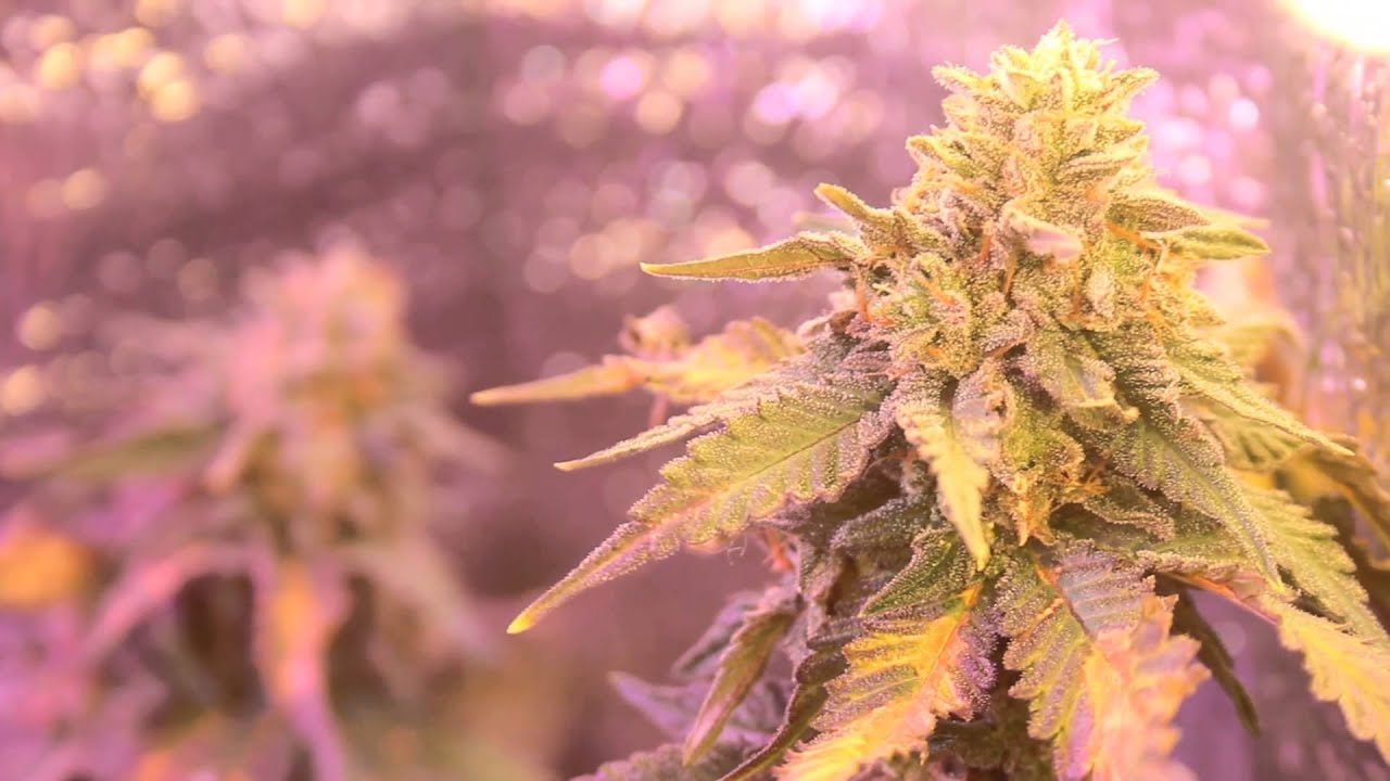 CFL/LED Closet Grow Week 7 (GSC)