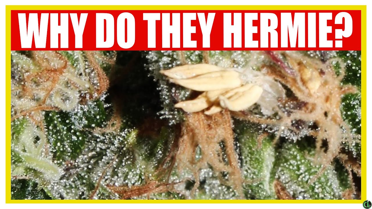 What Causes a Cannabis Plant to Hermie