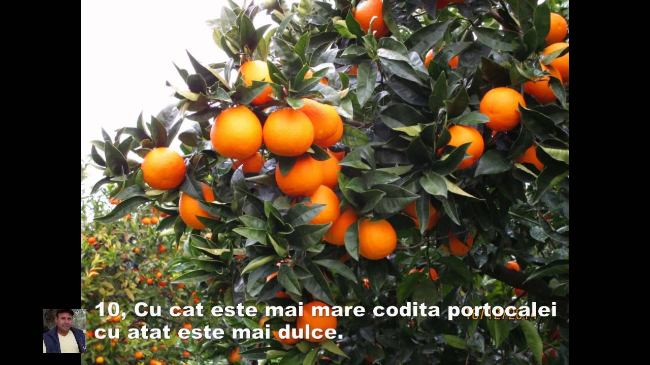 Ce trebuie sa stii despre  Portocale.