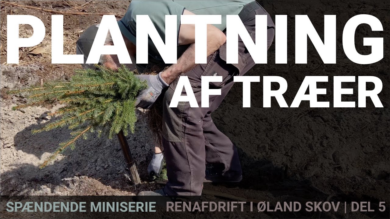 Spændende serie omkring skovbrug. Sådan PLANTES der i Øland Skov. Del 5.