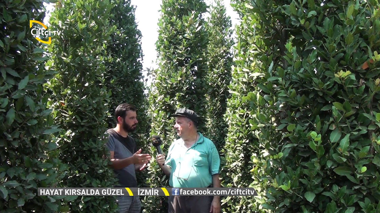 Defne Fidanı Yetiştiriciliği - Hayat Kırsalda Güzel / Çiftçi TV