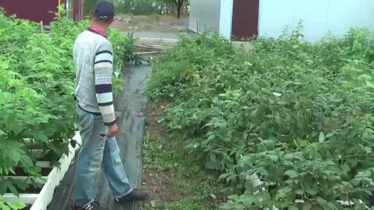 Батькив сад    Выращивание маточного корня малины в пенопластовых ящиках  ч 3
