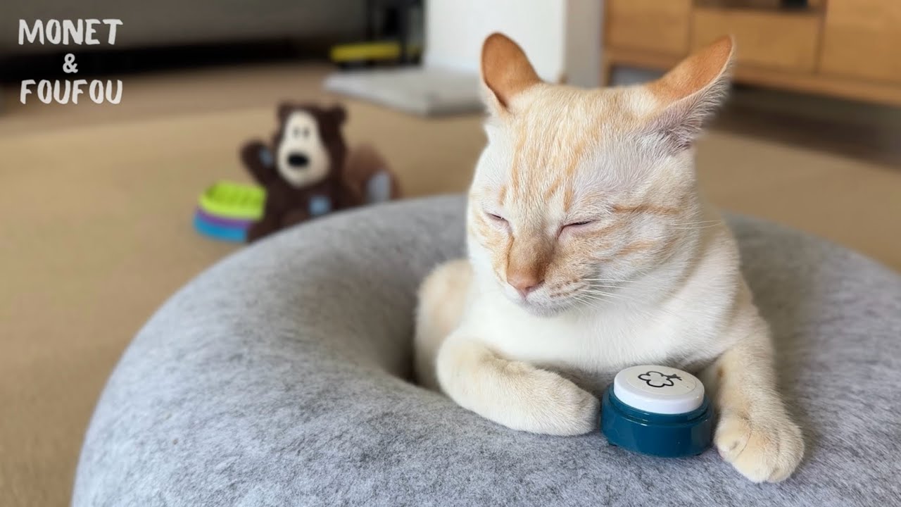 悶絶♡ ママの問いかけに答える猫が天使すぎました