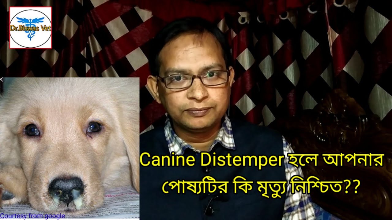 Canine Distemper রোগটি কি? কেনো এত ভয়ানক এবং কি ভাবে রোগটিকে এড়ানো সম্ভব?