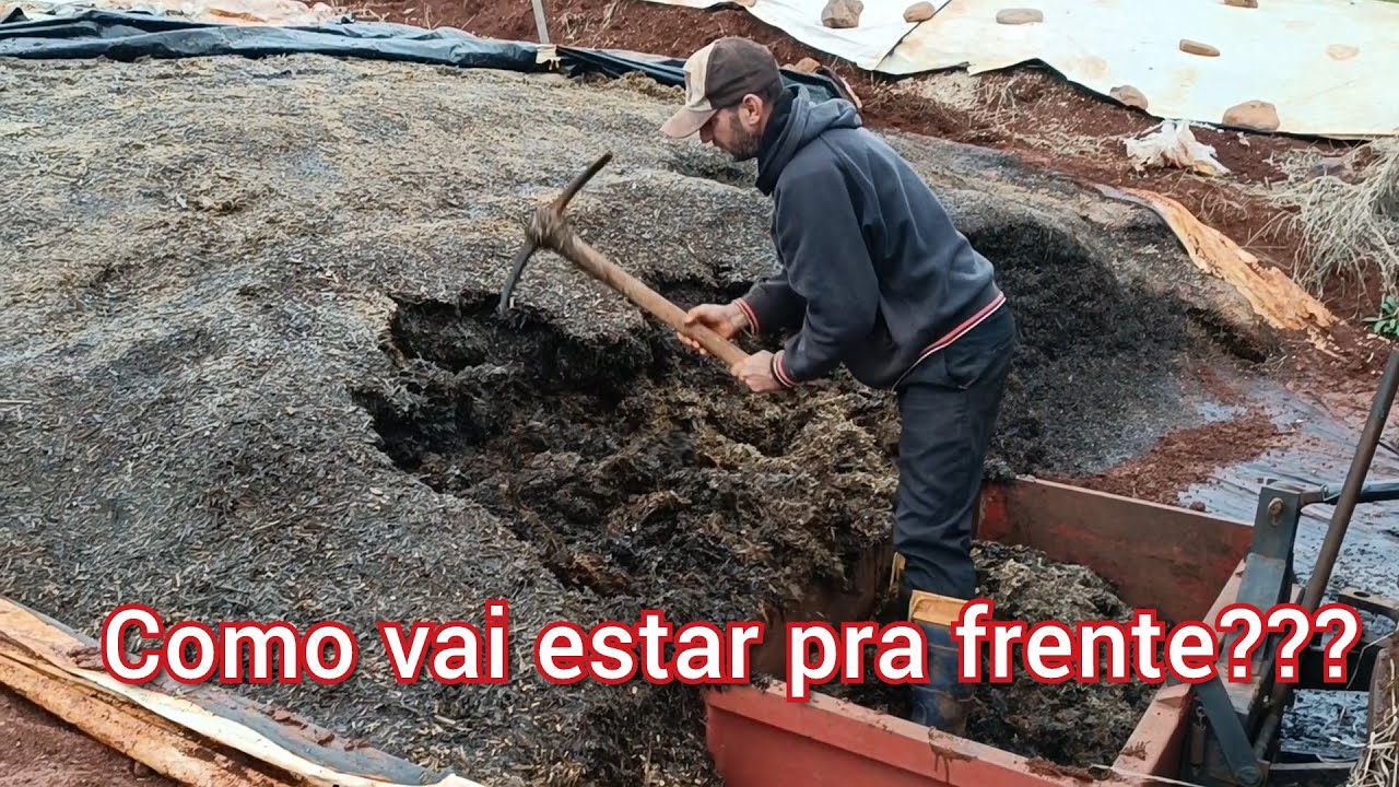 Limpando o silo de capiaçu pra ver se encontra silagem boa.