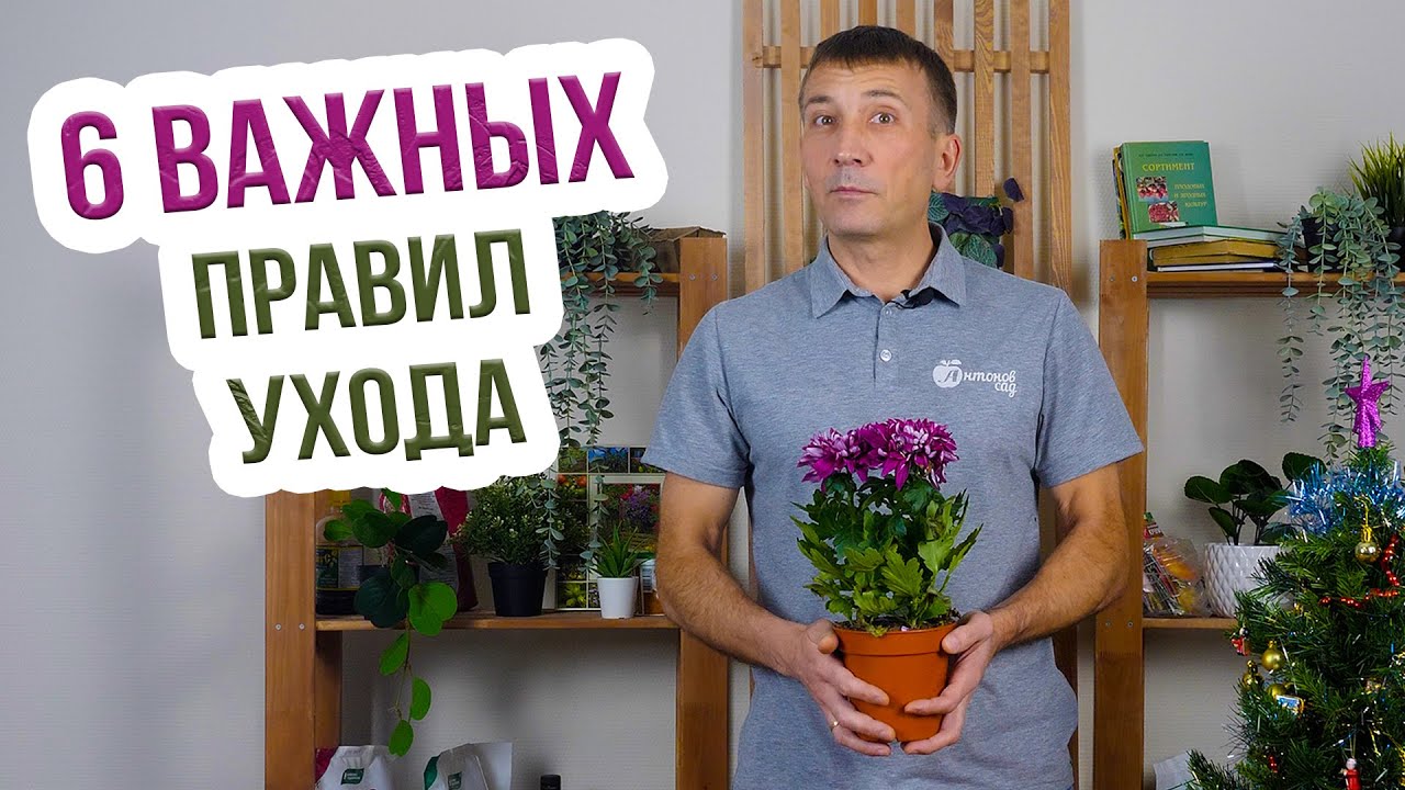 Хризантемы комнатные - уход зимой с Евгением Силягиным. Как ухаживать за комнатной хризантемой?