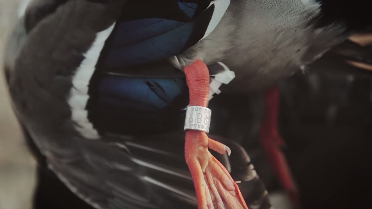 Duck Hunting: 