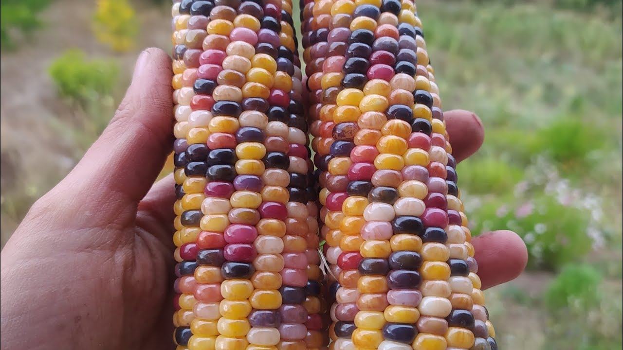 The garden's final harvest