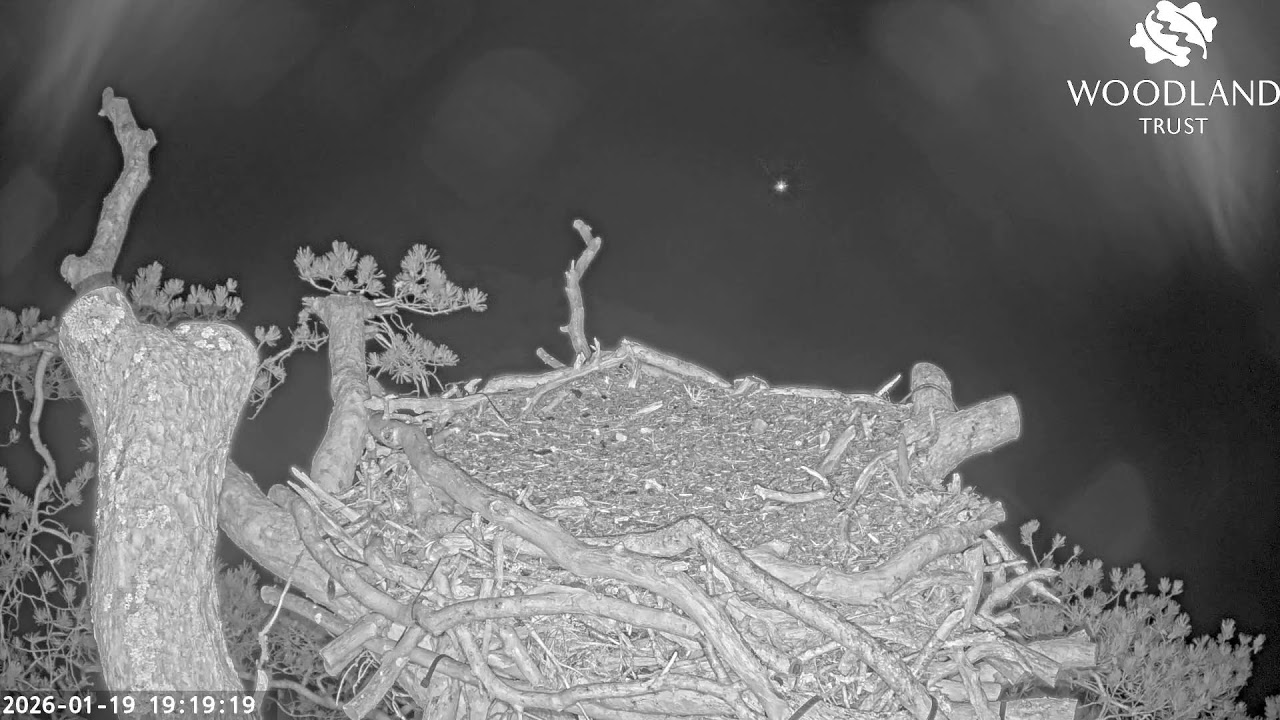 Loch Arkaig Osprey Camera 2