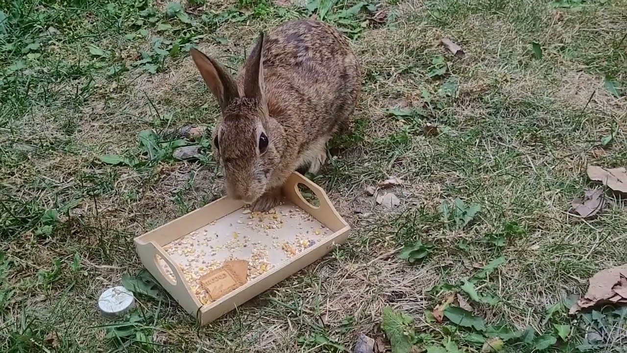 Bunny Baby 👶 