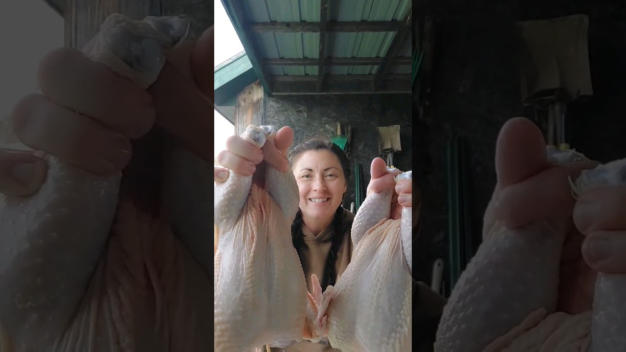 Chicken PROCESSING on the HOMESTEAD #cornishcross #homesteadingfamily #meatbirds #homegrownchicken