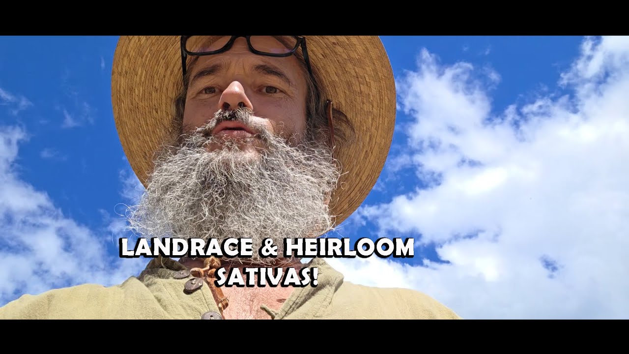 LANDRACE & HEIRLOOM SATIVAS - 9/7/25
