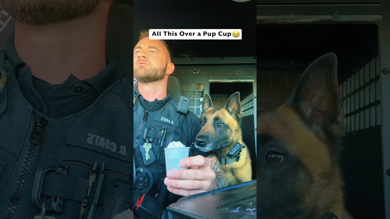 Officer Can't Catch a Break From His K9 😍🤣 (@officer_coats)