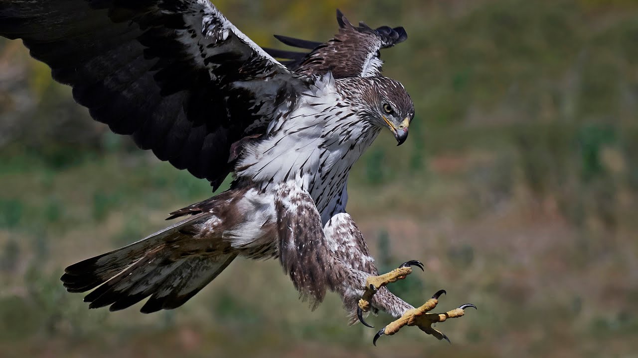 Birds in Extremadura, Spain .. from the archives