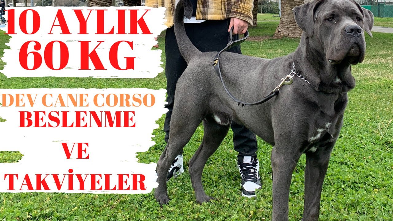60 KG DEV CANE CORSO BESLENME VE TAKVİYE ÖNERİLERİ