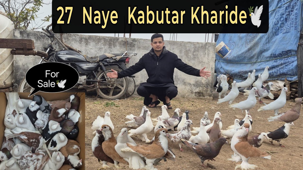 27 New Fancy Pigeons Khareede!😍🕊
