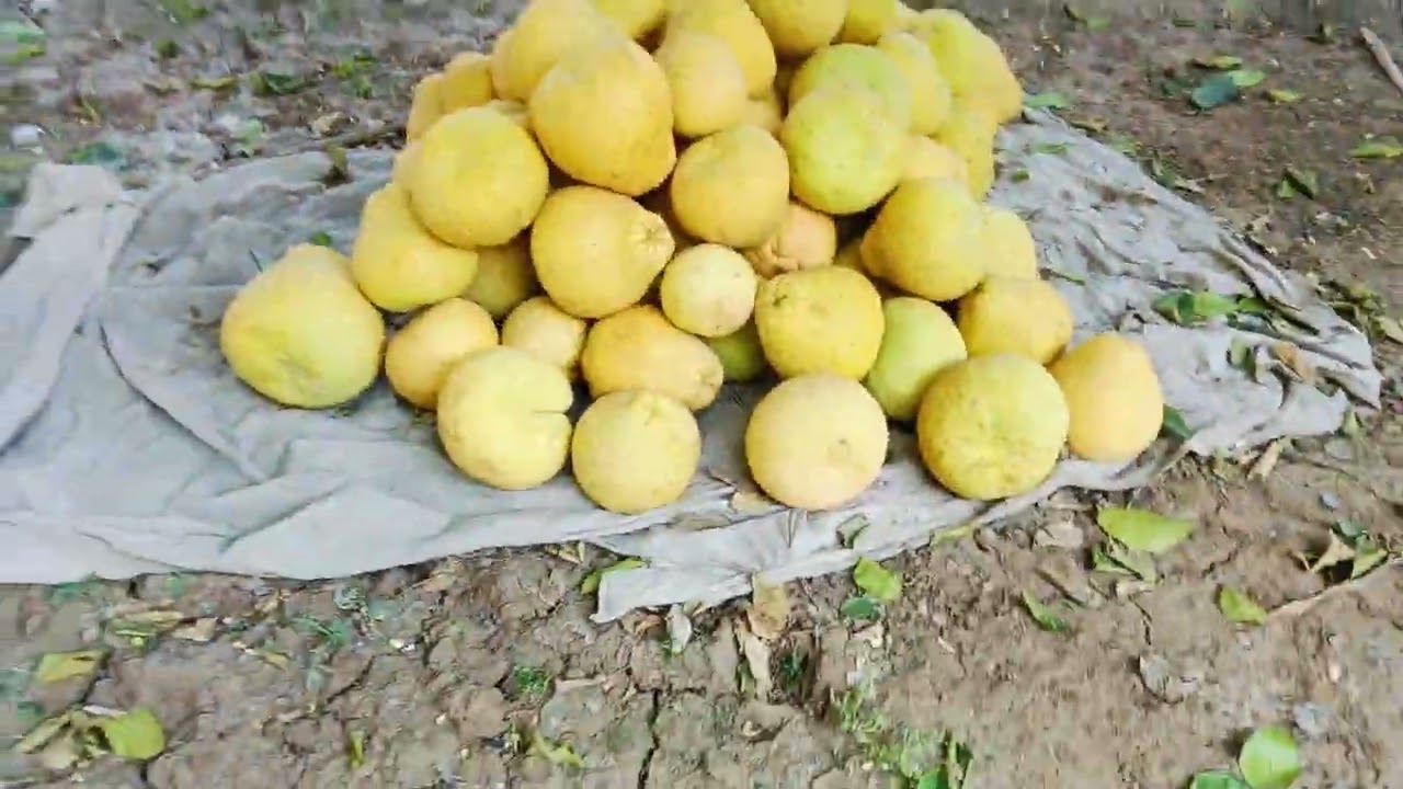 ऐसा फल आपने क्या देखा या खाया हे ये अनोखा फल एव सुनेरा फल न्यू वीडियो वायरल आपने कभी भी ऐसा फल नहीं 