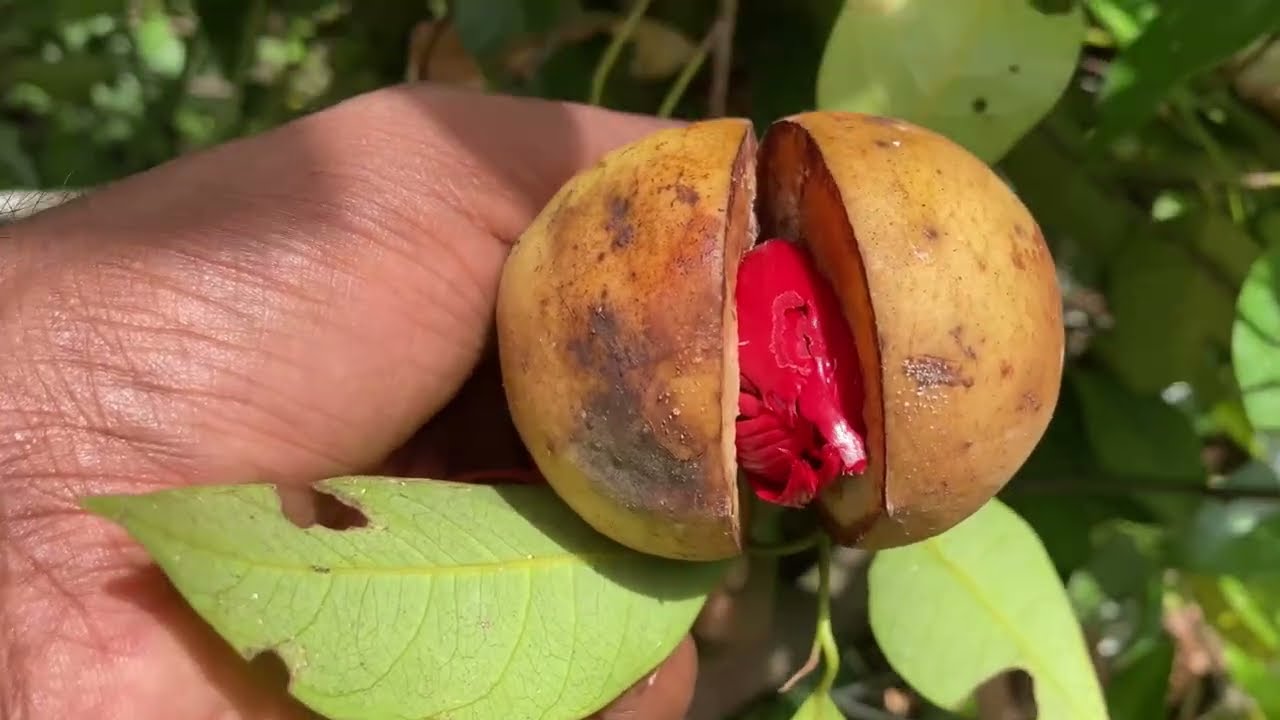 Nutmeg/ജാതിക്ക കൃഷി #nutmeg #ജാതിക്ക #spices