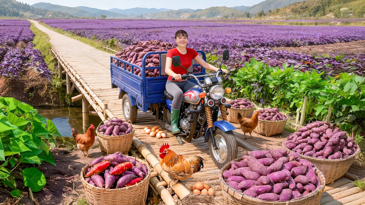TIMELAPSE -- Harvesting a Large Number of Giant Sweet Potato, Go to Market Sell | New Peaceful Life