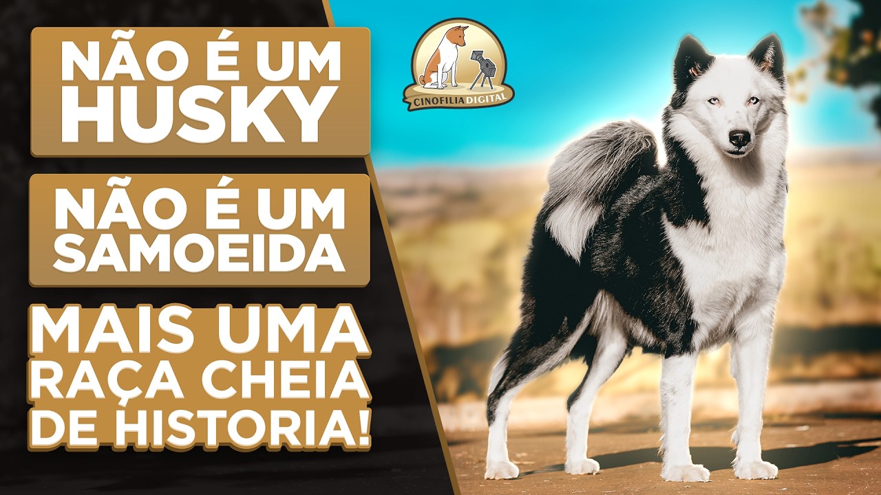Yakutian Laika | A Raça Nórdica Que Está Conquistando o Brasil | Cinofilia Digital