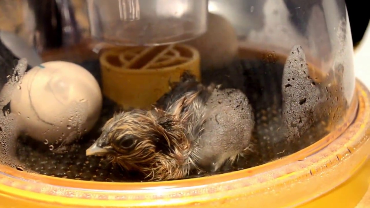 First Chicken Hatch  03.2015 Urban Eggers