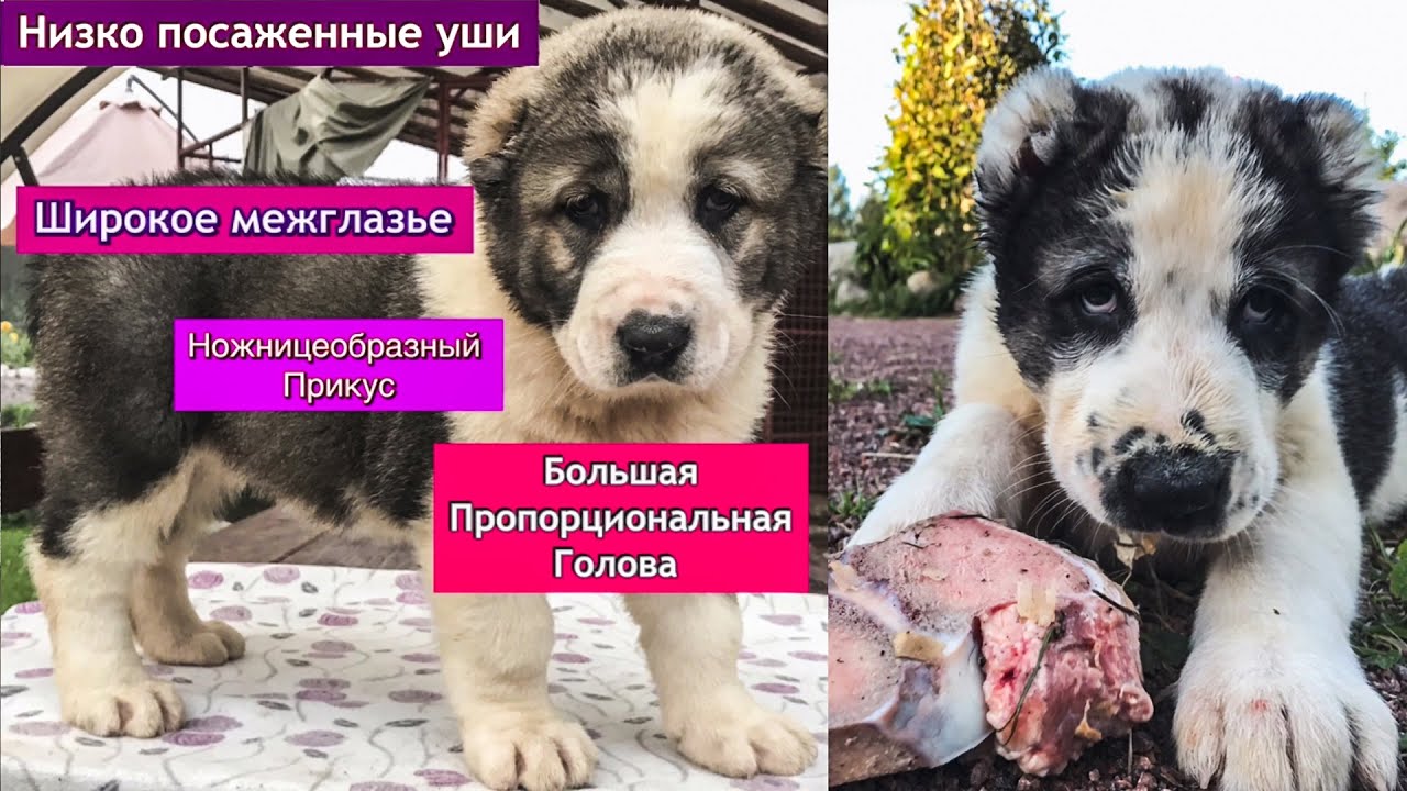 Как правильно выбрать ЩЕНКА АЛАБАЯ || Как различить слабых/больных от будущих ГИГАНТОВ