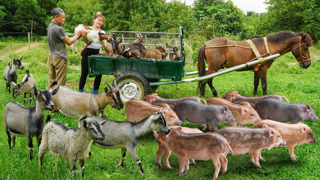 266 Days Catching A Lot Of Piglets, Goats, Duckling, Dragon Fruit... Goes To Countryside Market Sell