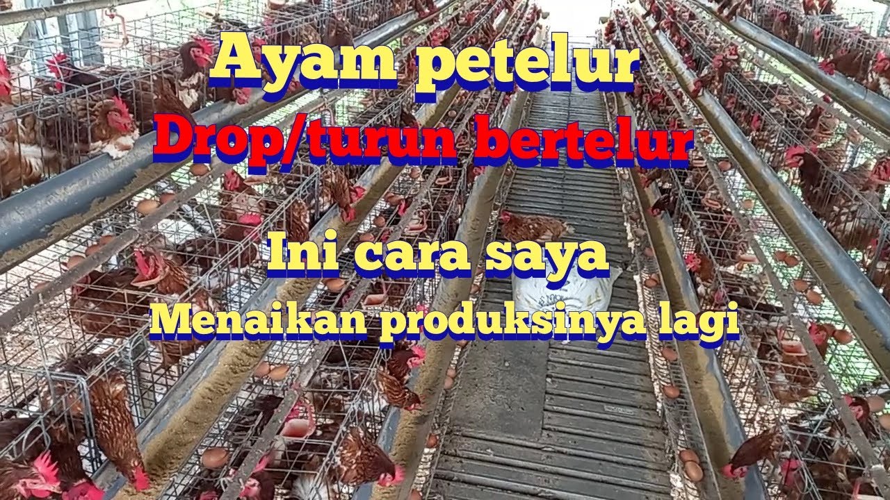 Cara menaikan produksi ayam petelur  ( ayam petelur stres/drop produksi )