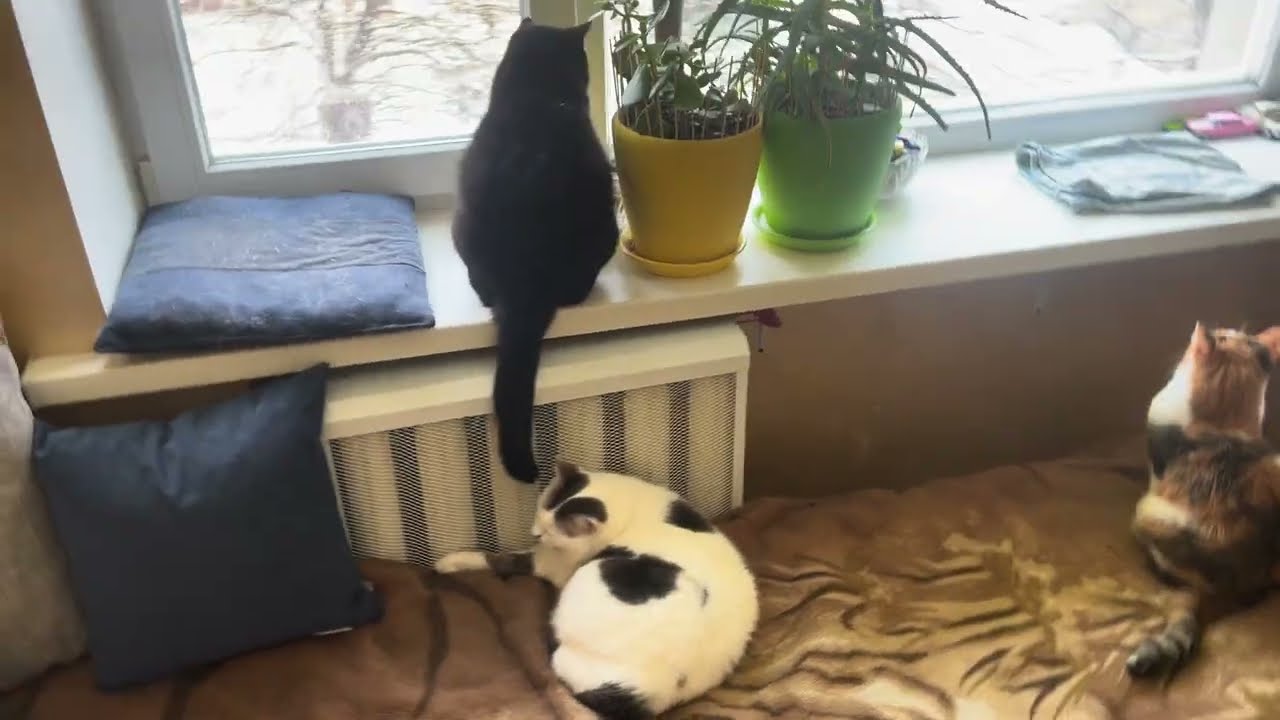 Relaxing video for sleep. Cat TV for Cats. Cute Cat hunters. Funny Cat video 4K for relaxation 