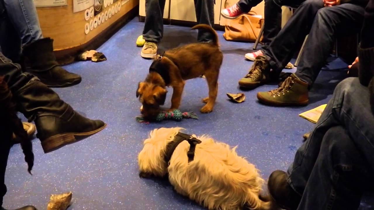 Puppy Classes
