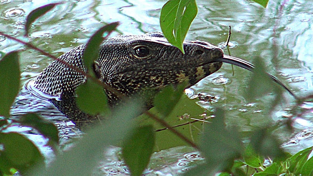 Le varan Malais le roi de la natation