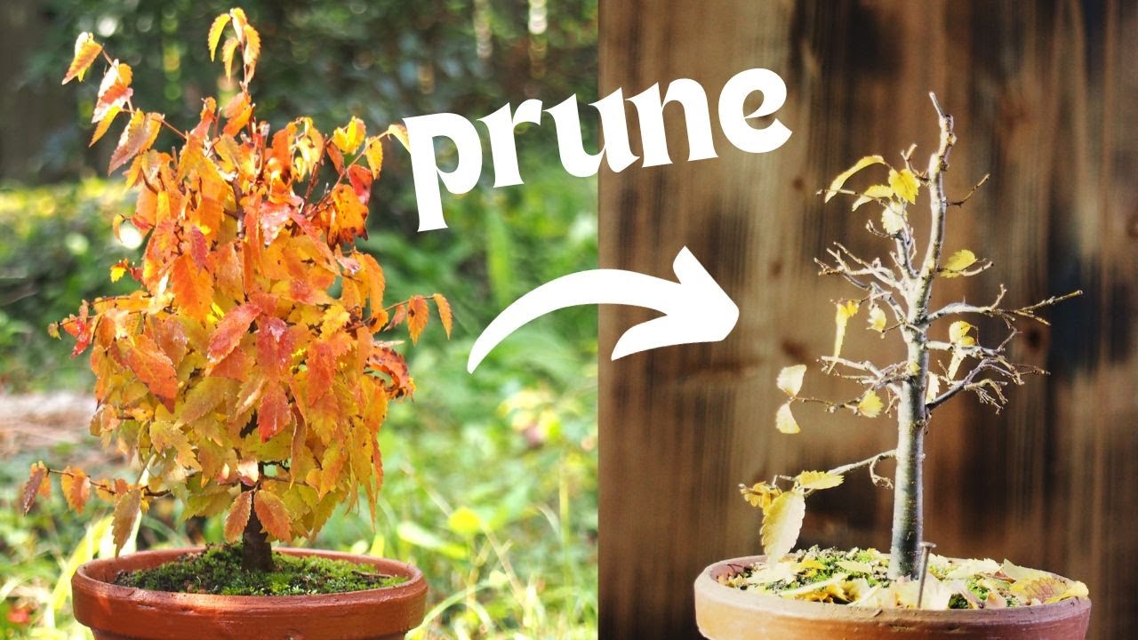 How to prune Zelkova bonsai: A step-by-step guide