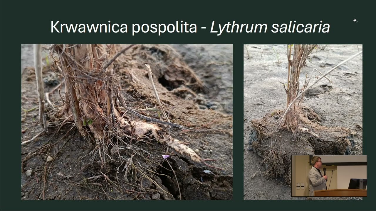 ŁUKASZ LINDEBNY – Plastyczność form roślin hydrofitowych