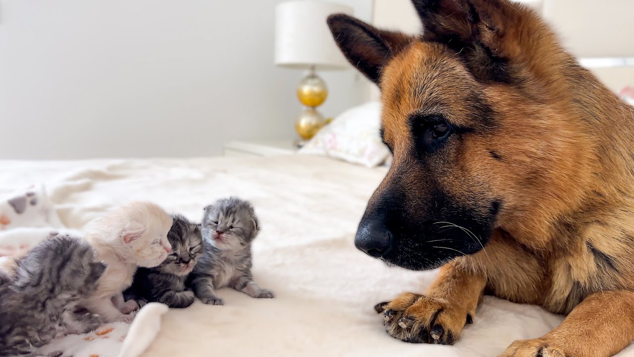 German Shepherd Reaction to Newborn Kittens