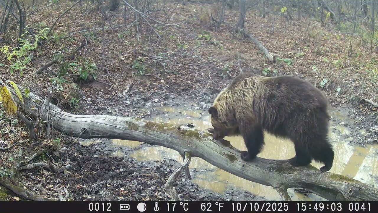 Лосиха защищает лосëнка, медвежонок и рысь, семья кабанов и рогачи. 