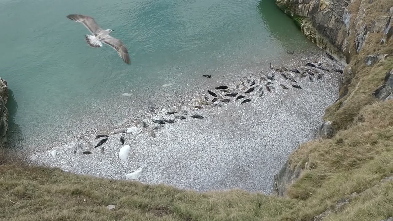 Seals singing