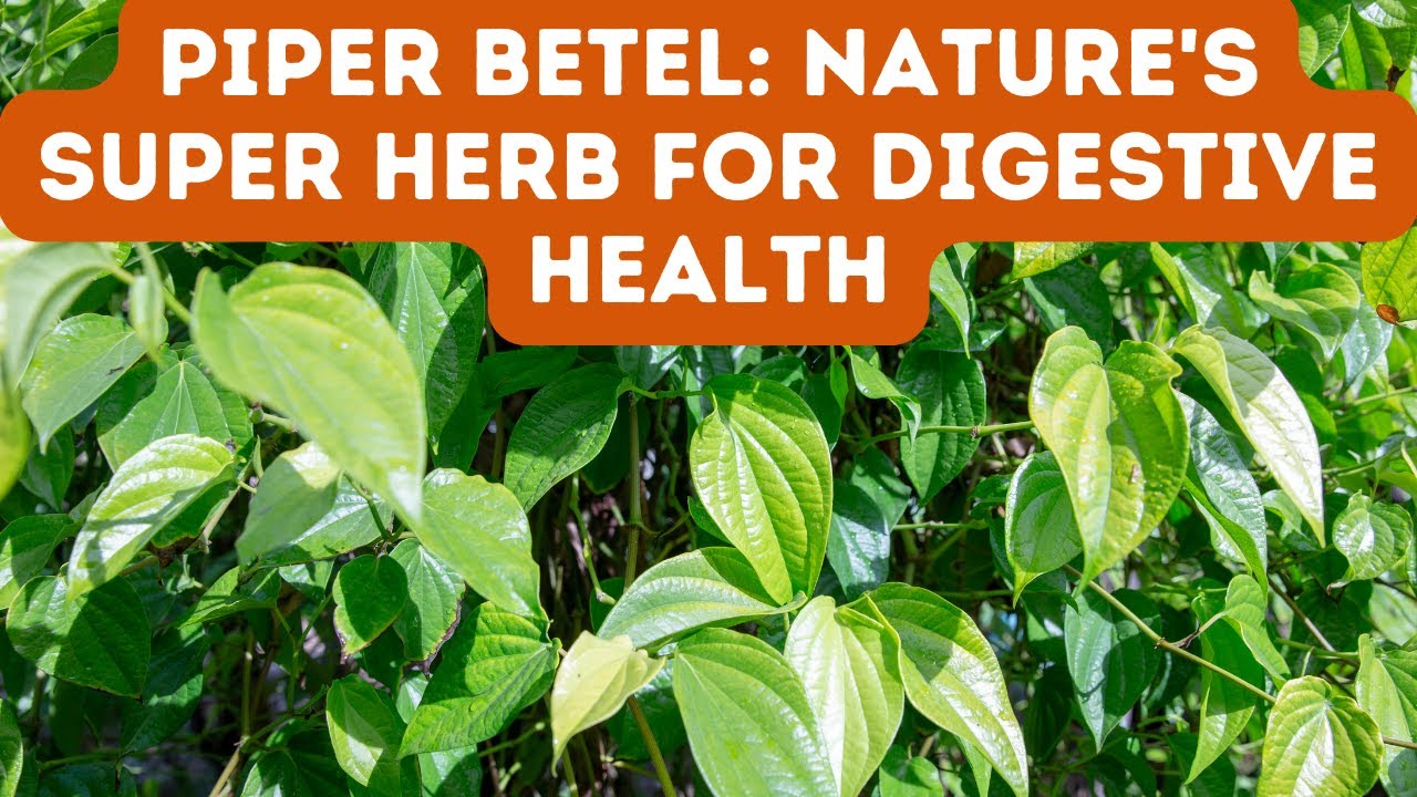 PIPER BETEL LEAF: The Herb of Wellness and Vitality / BETEL PLANT