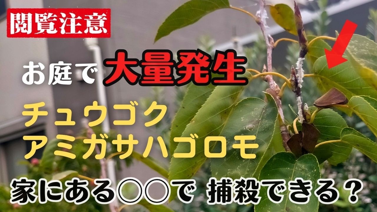 【外来種】チュウゴク アミガサハゴロモが大量発生、4つの方法で駆除できるか？