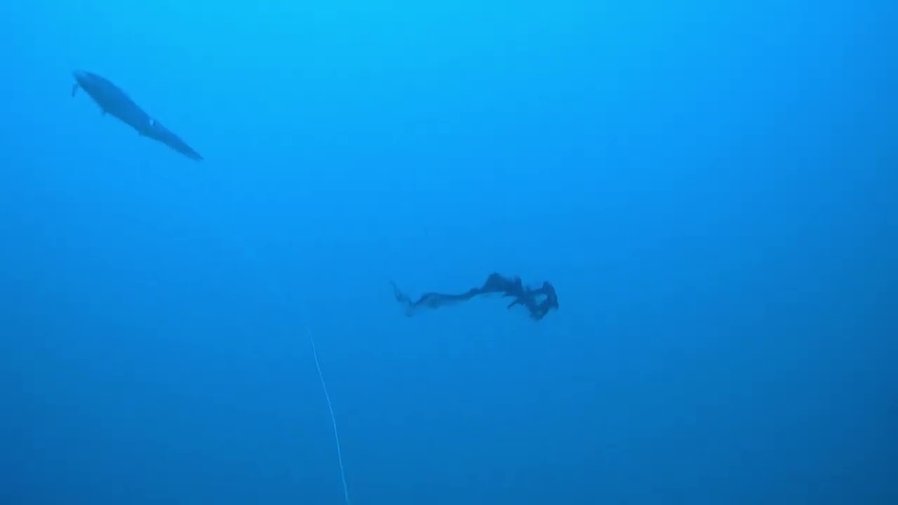 Cernia a traina col calamaro vivo allamata in diretta - water wolf  2.0