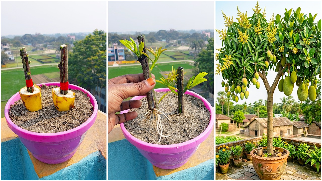 Growing mango & jackfruit plant together from stem | Quick & effective guide