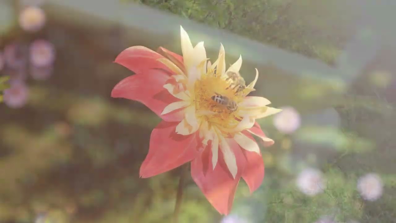 Prolin Nedir? Balda Prolin Neden &Ouml;nemlidir? #arıcılıkvideoları #bee #workerbee #beekeeper 