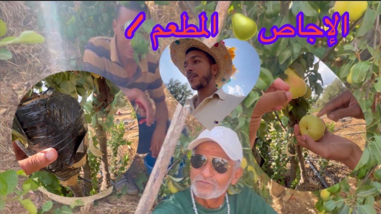 الإجاص🍐 المطعم / الملقم على السفرجل البلدي