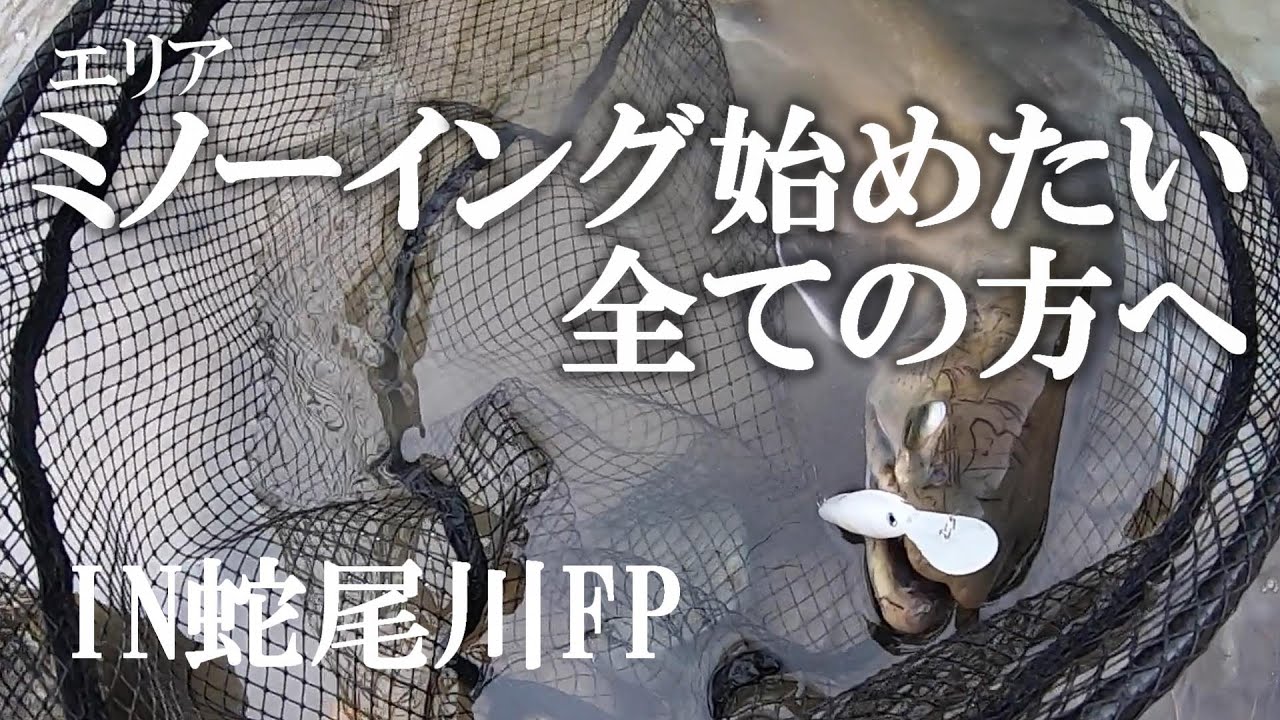エリアミノーを始めたい！デカマス天国、蛇尾川FPで釣る！【エリアトラウト】