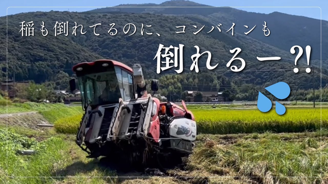 【稲刈り2024】コンバイン倒れるかと思ったー！倒伏気味、湿田気味の田んぼを稲刈り。